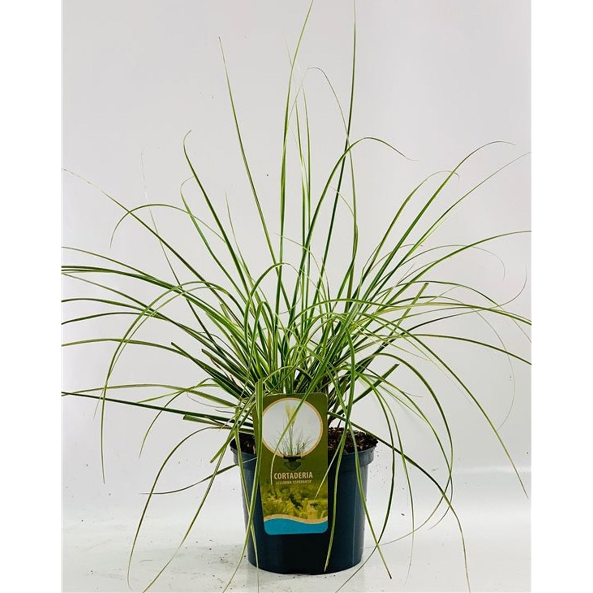 Pampasgräs – Cortaderia selloana 'Esperanta' - C5